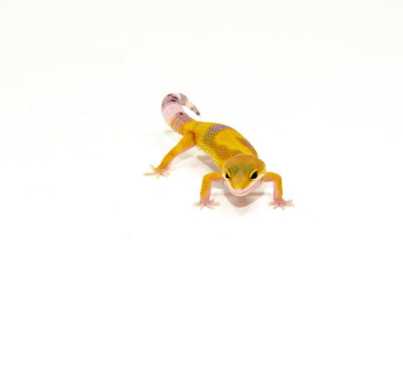 Hypo High Yellow Baby Leopard Geckos